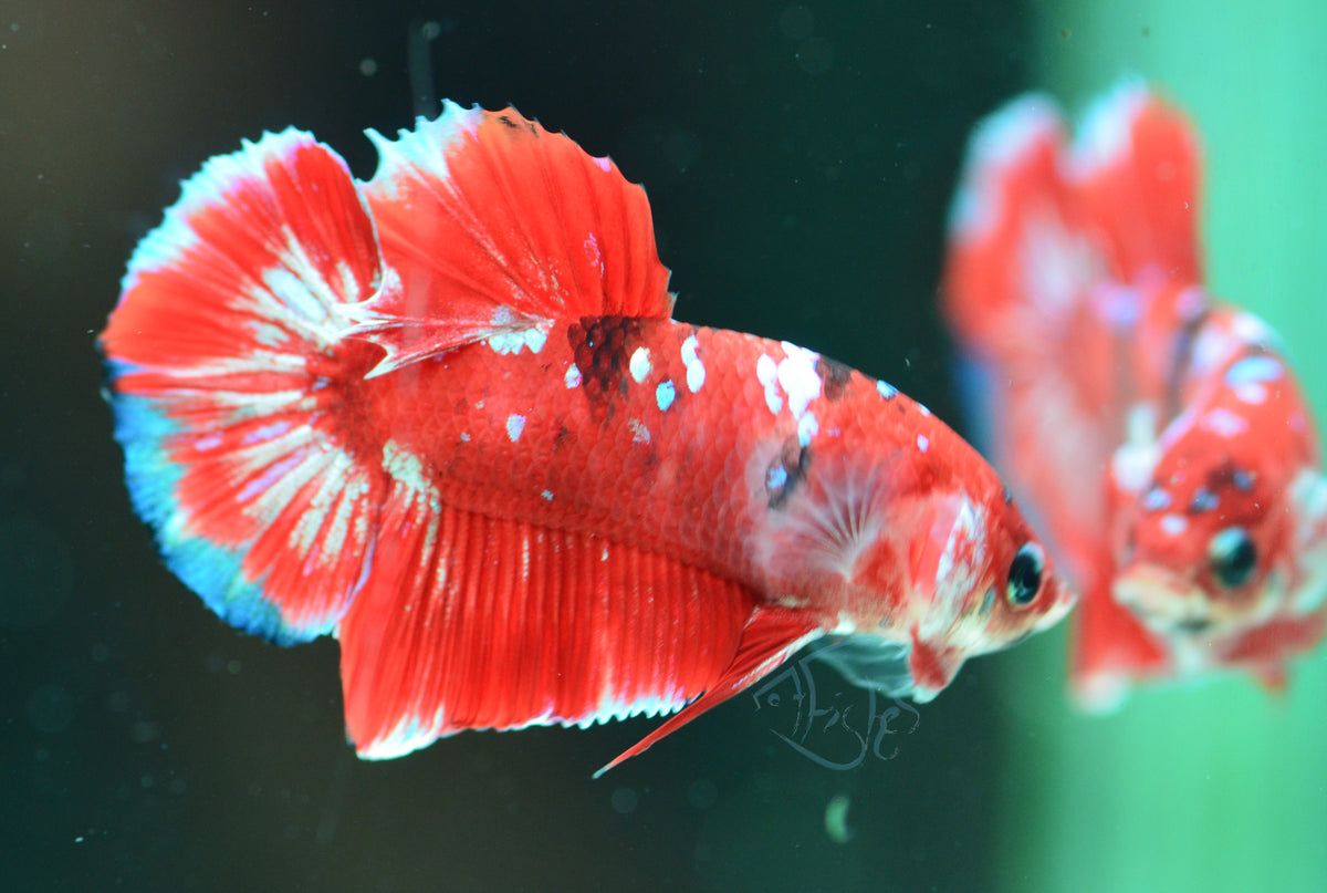 Red Snow Galaxy (Barongsai) HMPK Male