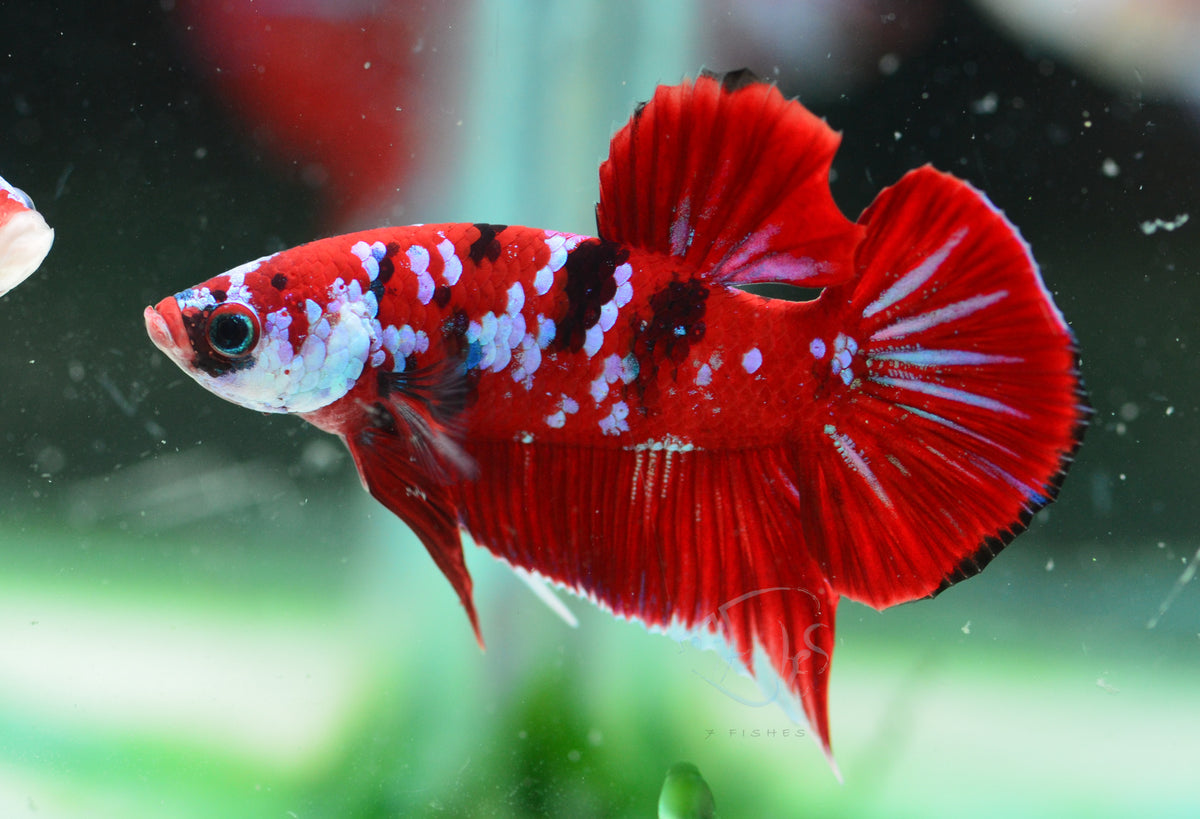 Red Galaxy HMPK Male