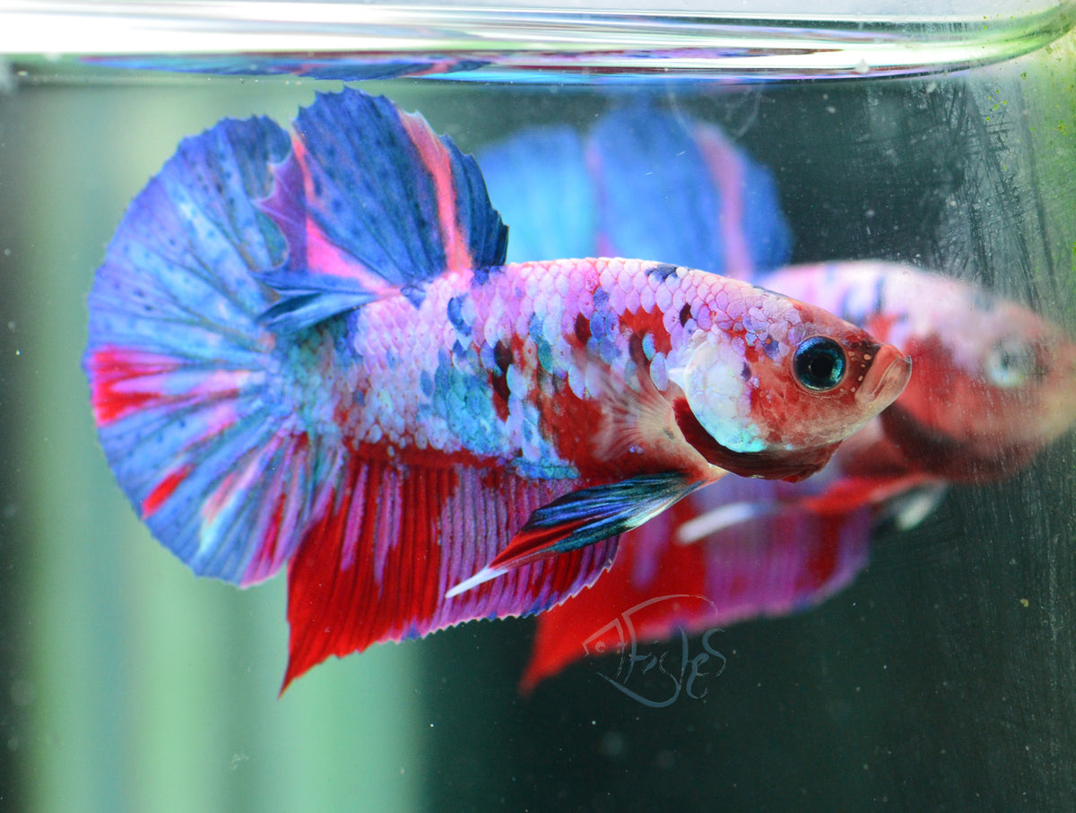 Red Galaxy HMPK Male