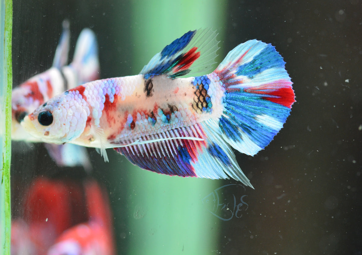 Galaxy HMPK Male