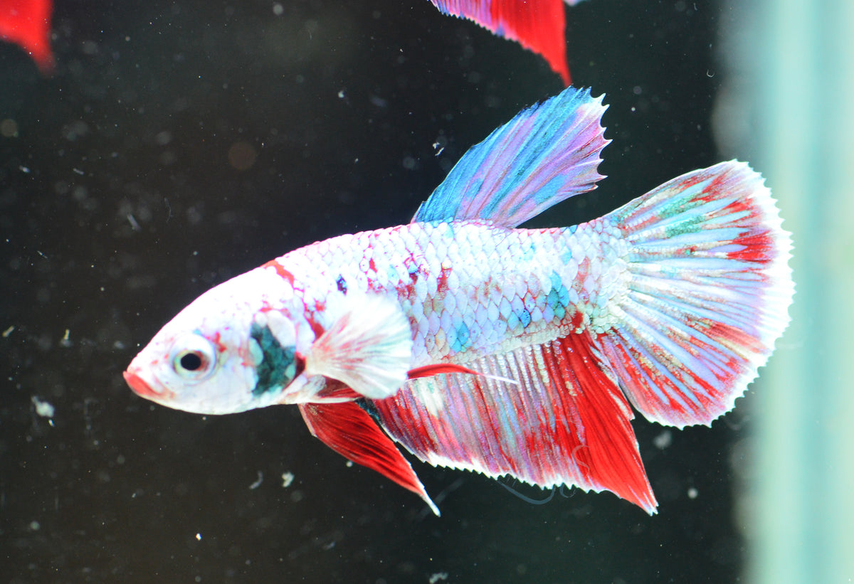 Galaxy HMPK Male