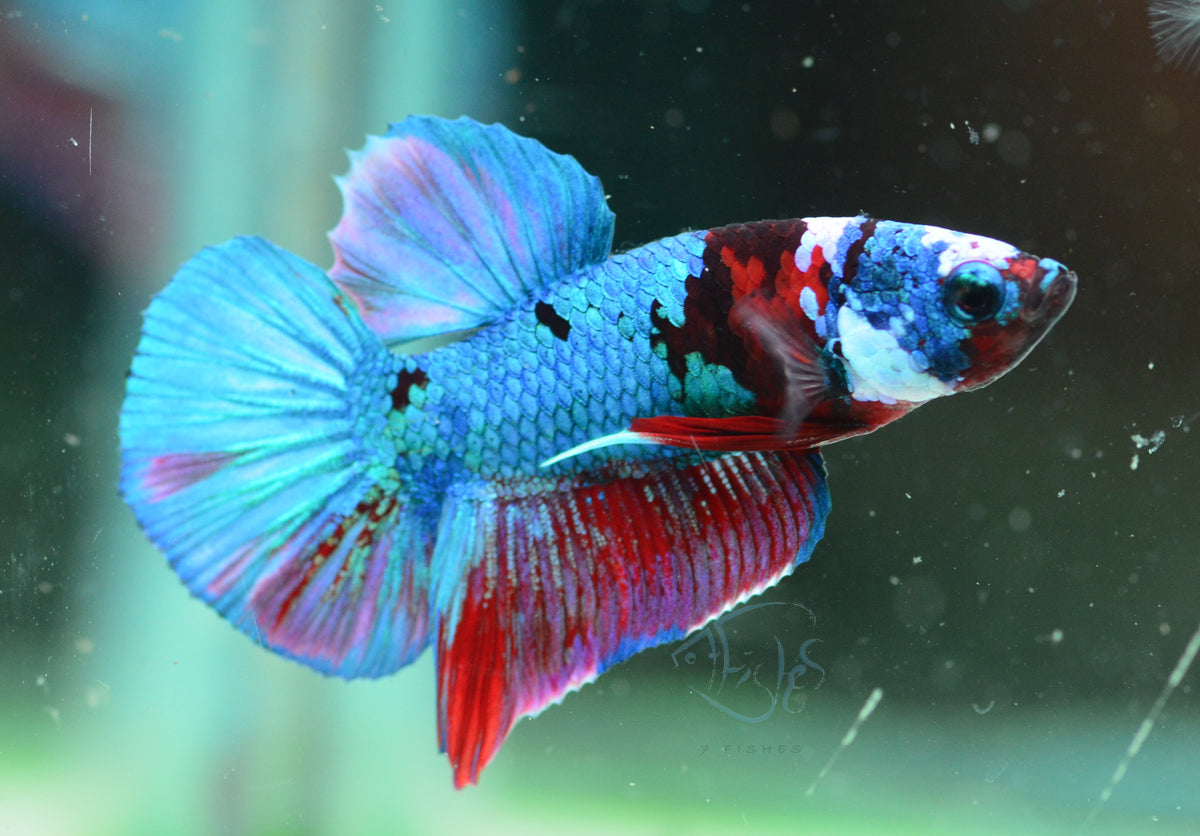 Galaxy HMPK Male
