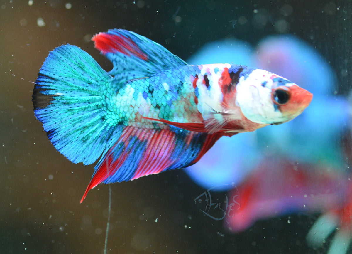 Galaxy HMPK Male