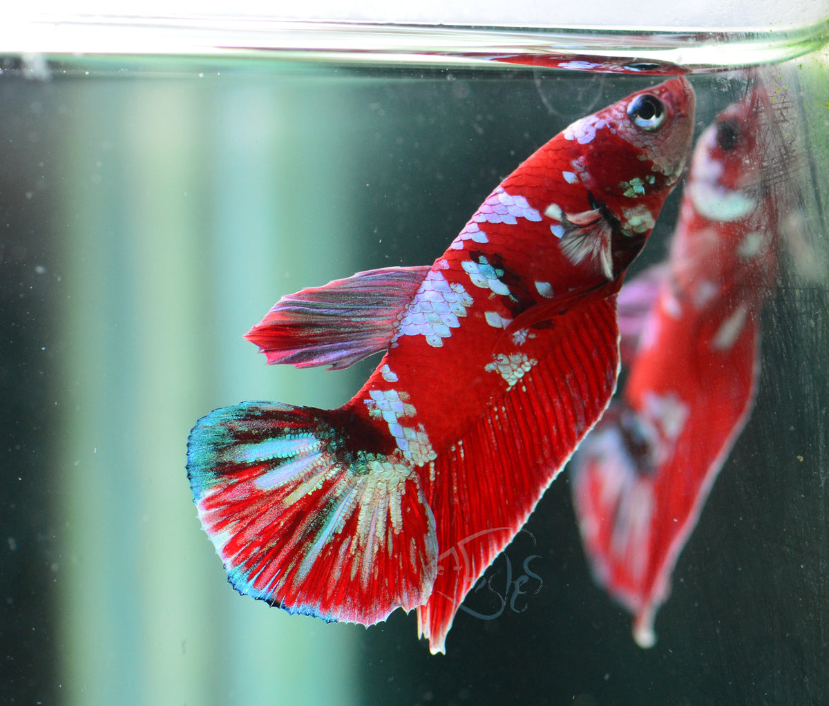 Red Galaxy HMPK Male