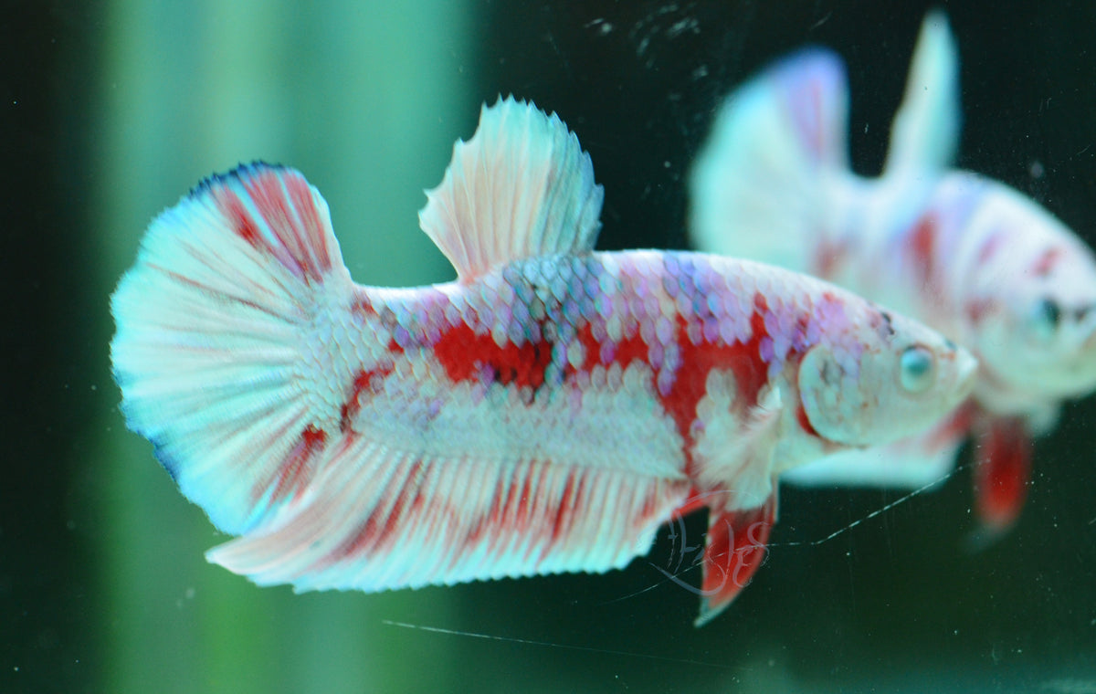 Red Snow Galaxy (Barongsai) HMPK Male
