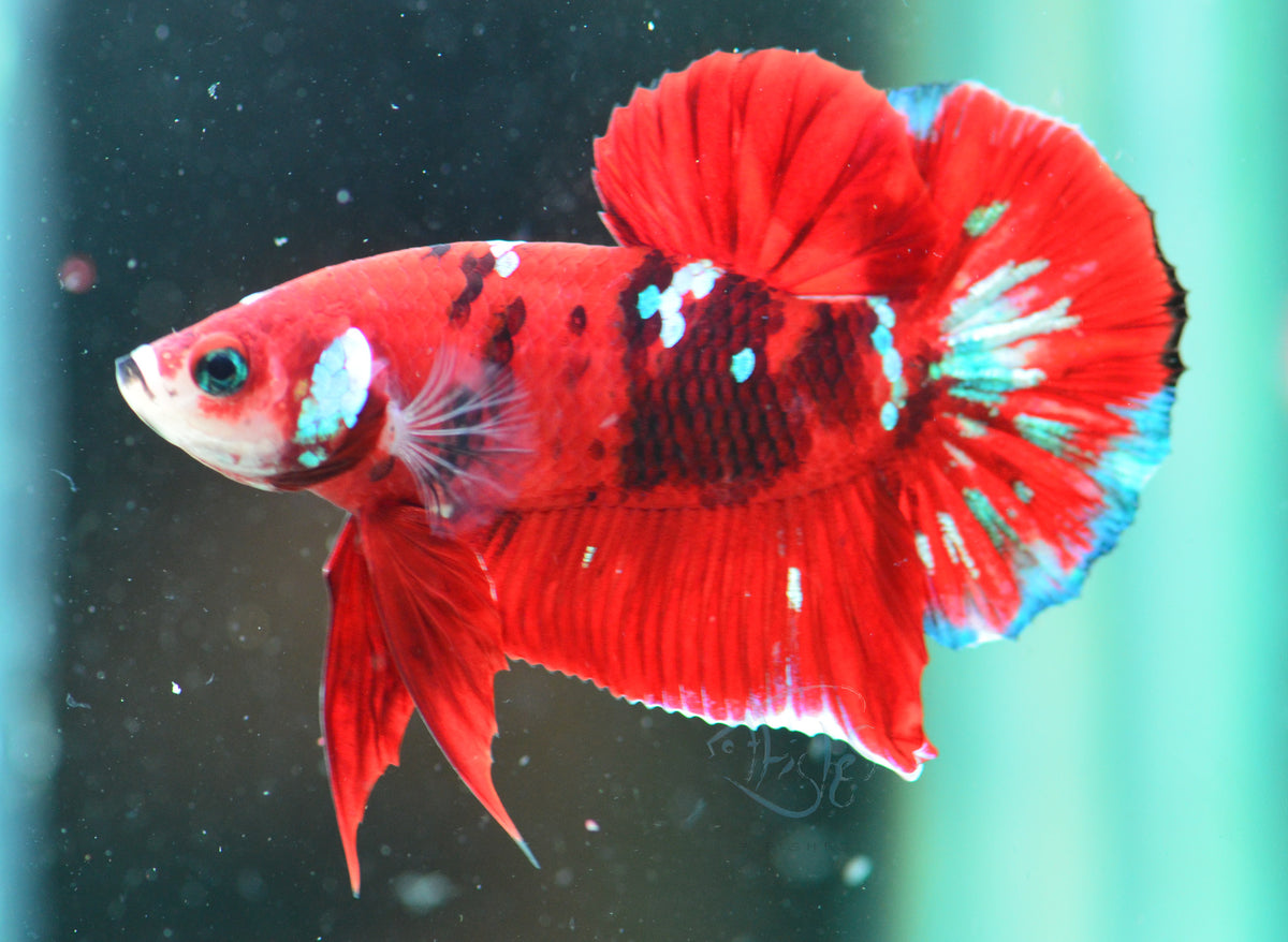 Red Galaxy HMPK Male
