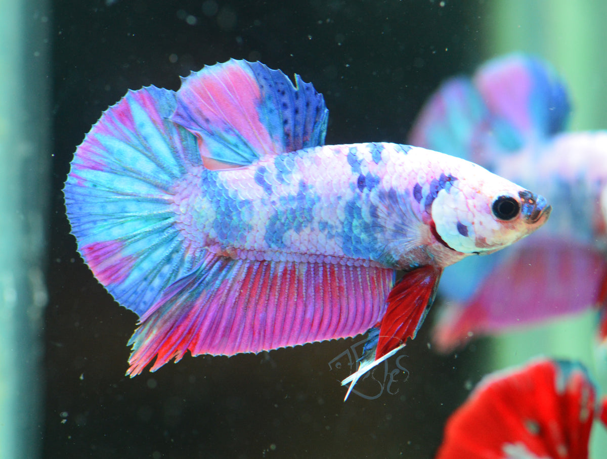 Purple Galaxy HMPK Male