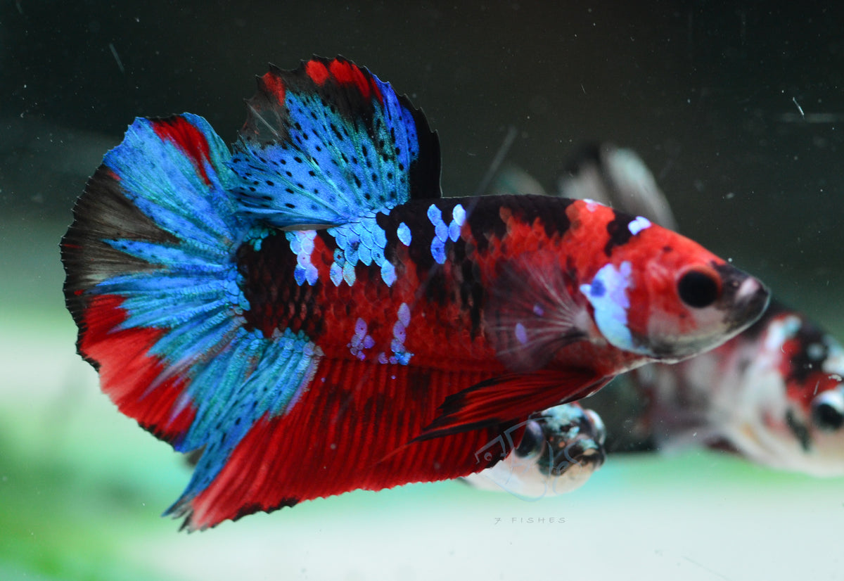 Red Galaxy HMPK Male
