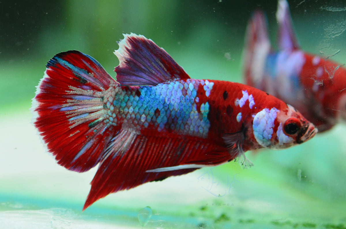 Red Galaxy HMPK Male
