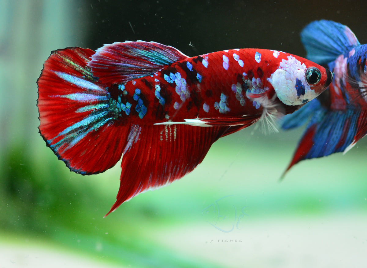 Red Galaxy HMPK Male