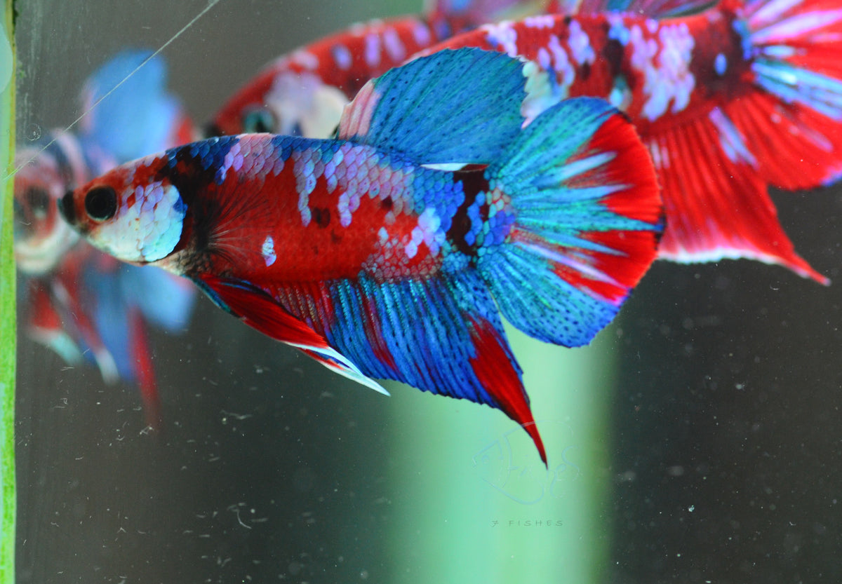 Red Galaxy HMPK Male