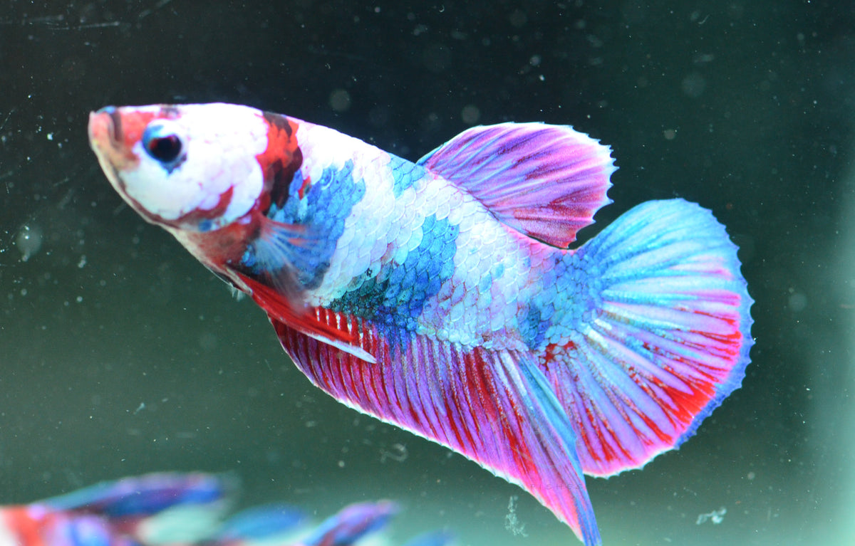 Purple Galaxy HMPK Male