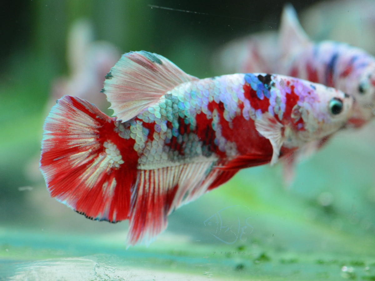 Red Snow Galaxy (Barongsai) HMPK Male