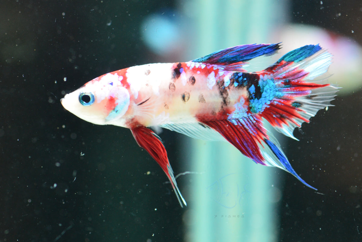 Galaxy HMPK Male