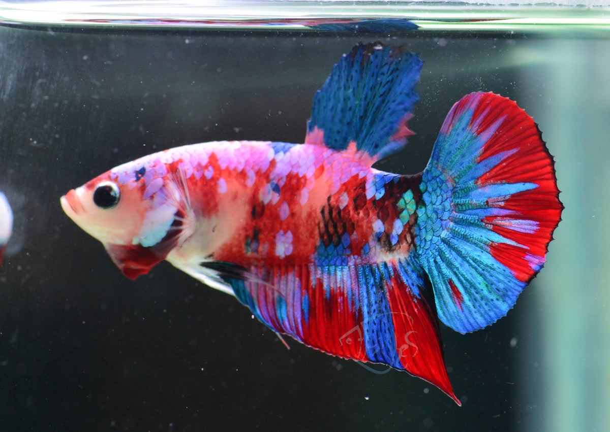 Red Galaxy HMPK Male