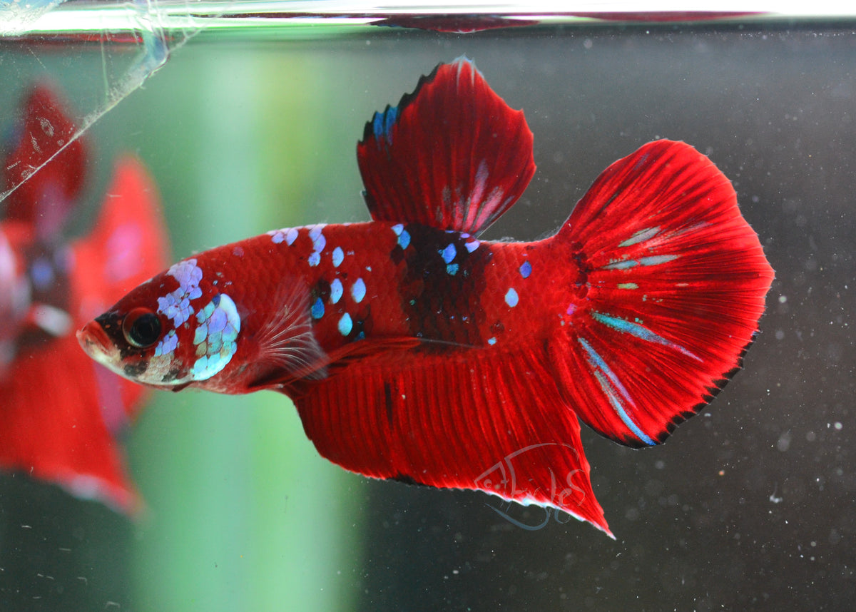 Red Galaxy HMPK Male