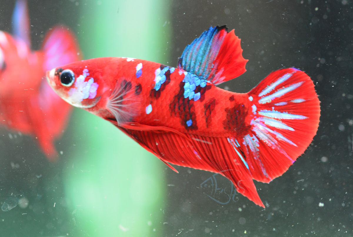 Red Galaxy HMPK Male
