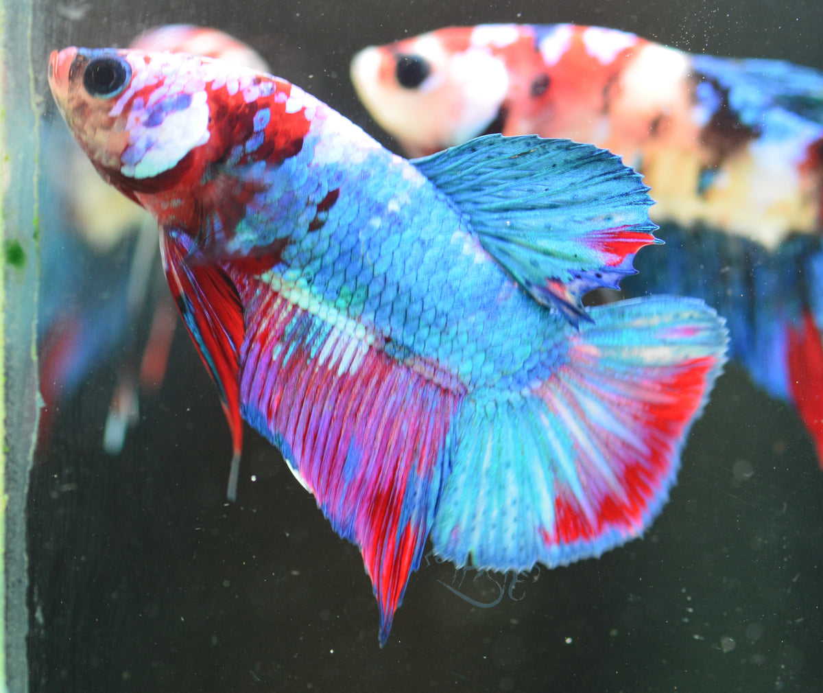 Galaxy HMPK Male
