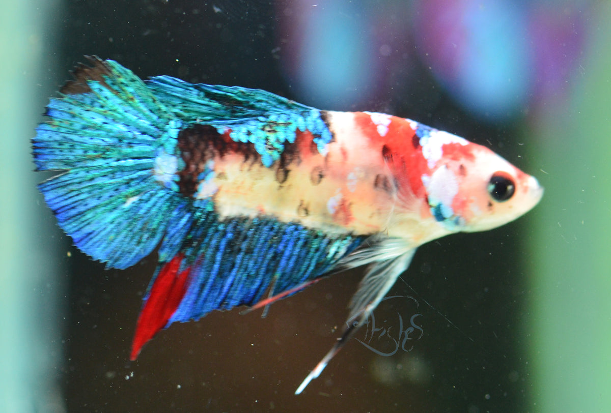 Galaxy HMPK Male