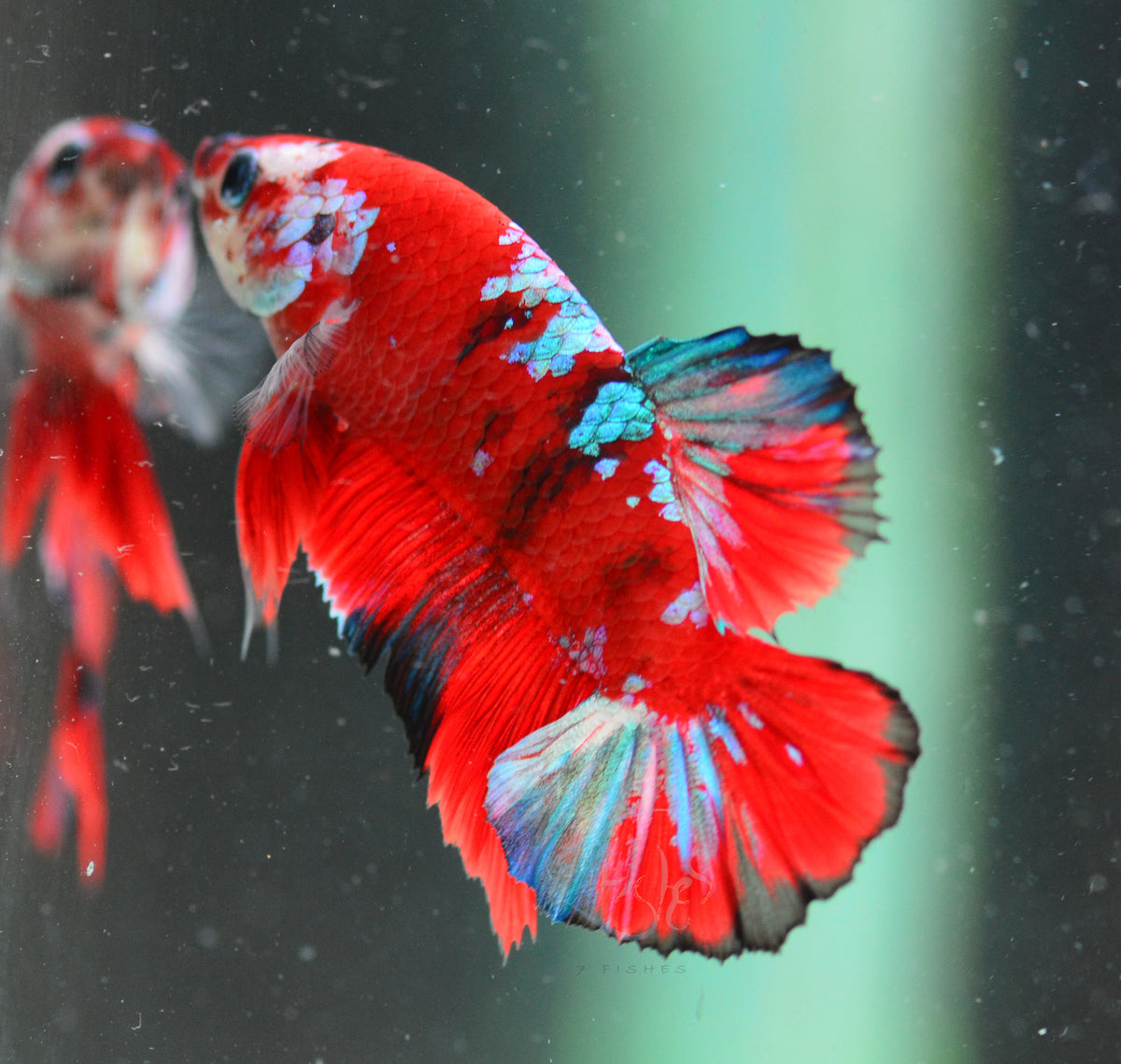 Red Galaxy HMPK Male
