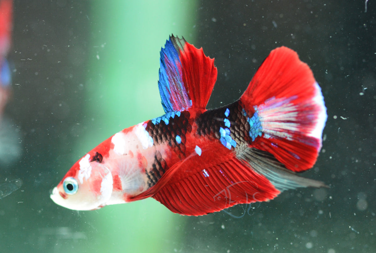 Red Galaxy HMPK Male