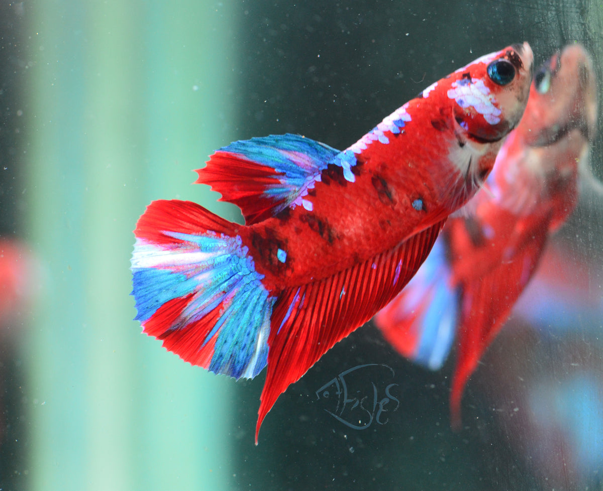 Red Galaxy HMPK Male