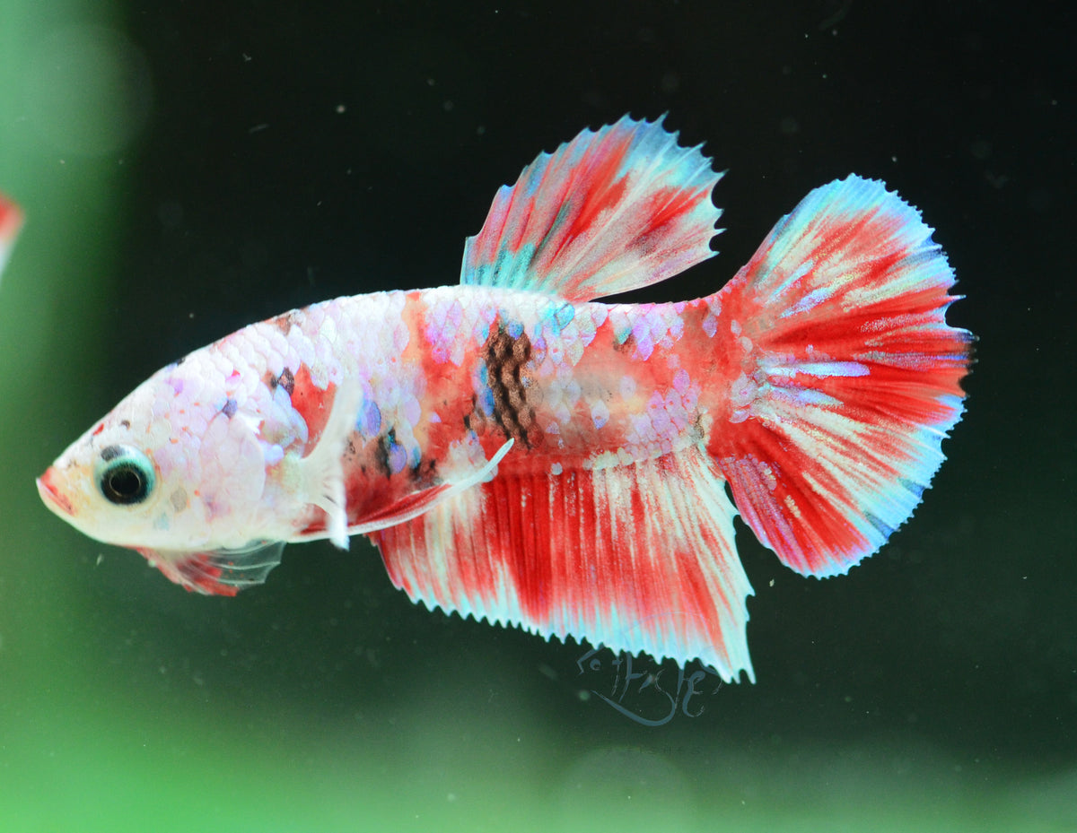 Red Snow Galaxy (Barongsai) HMPK Male