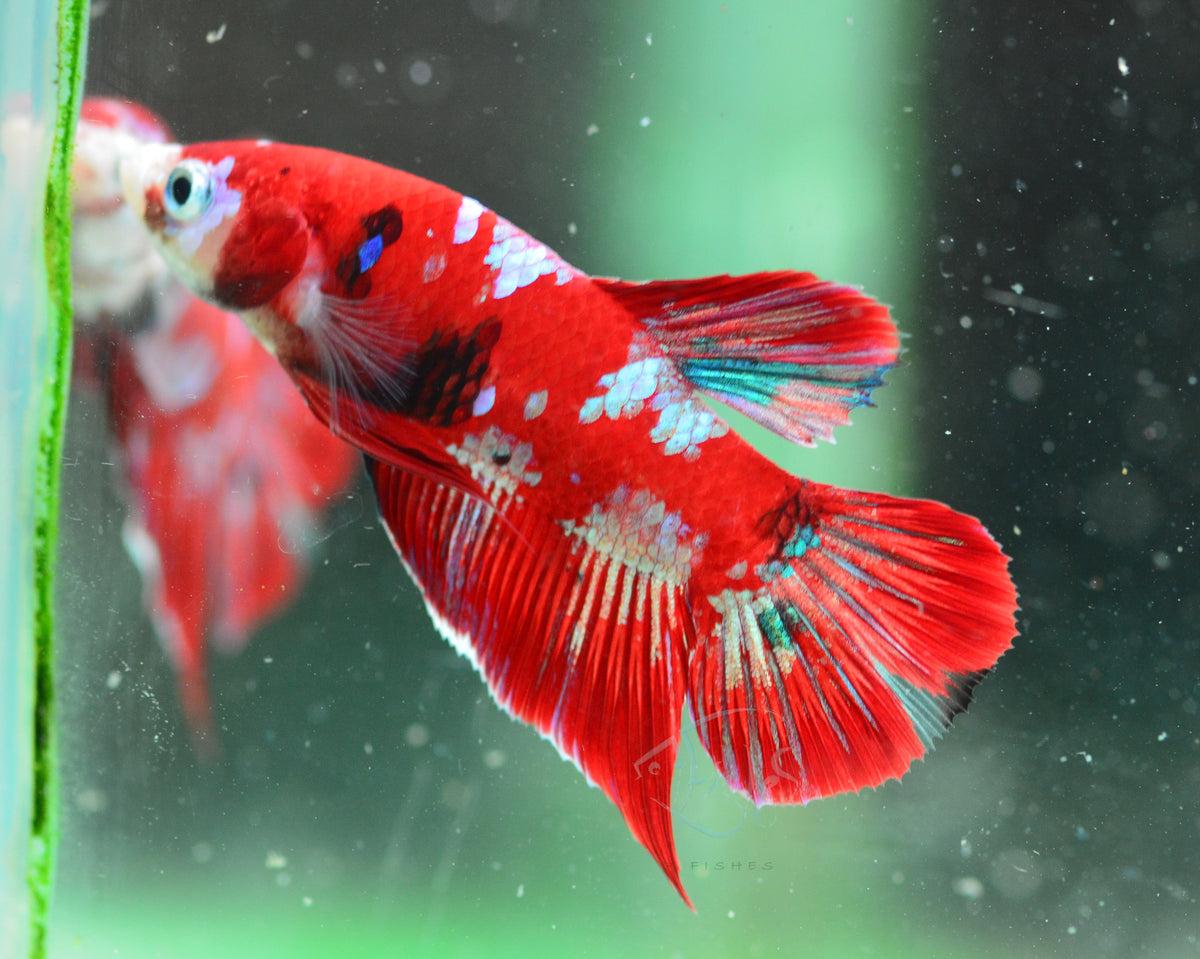Red Galaxy HMPK Male