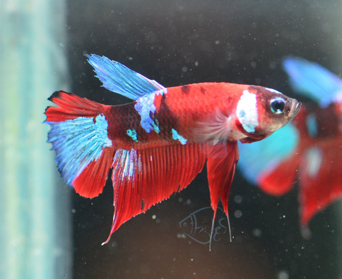 Red Galaxy HMPK Male