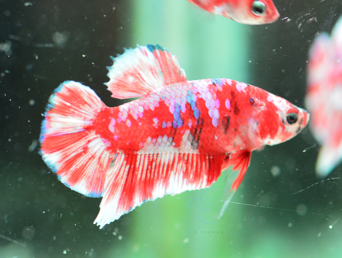 Red Snow Galaxy (Barongsai) HMPK Male