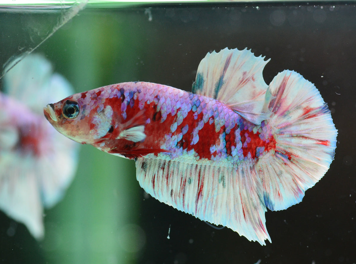Red Snow Galaxy (Barongsai) HMPK Male