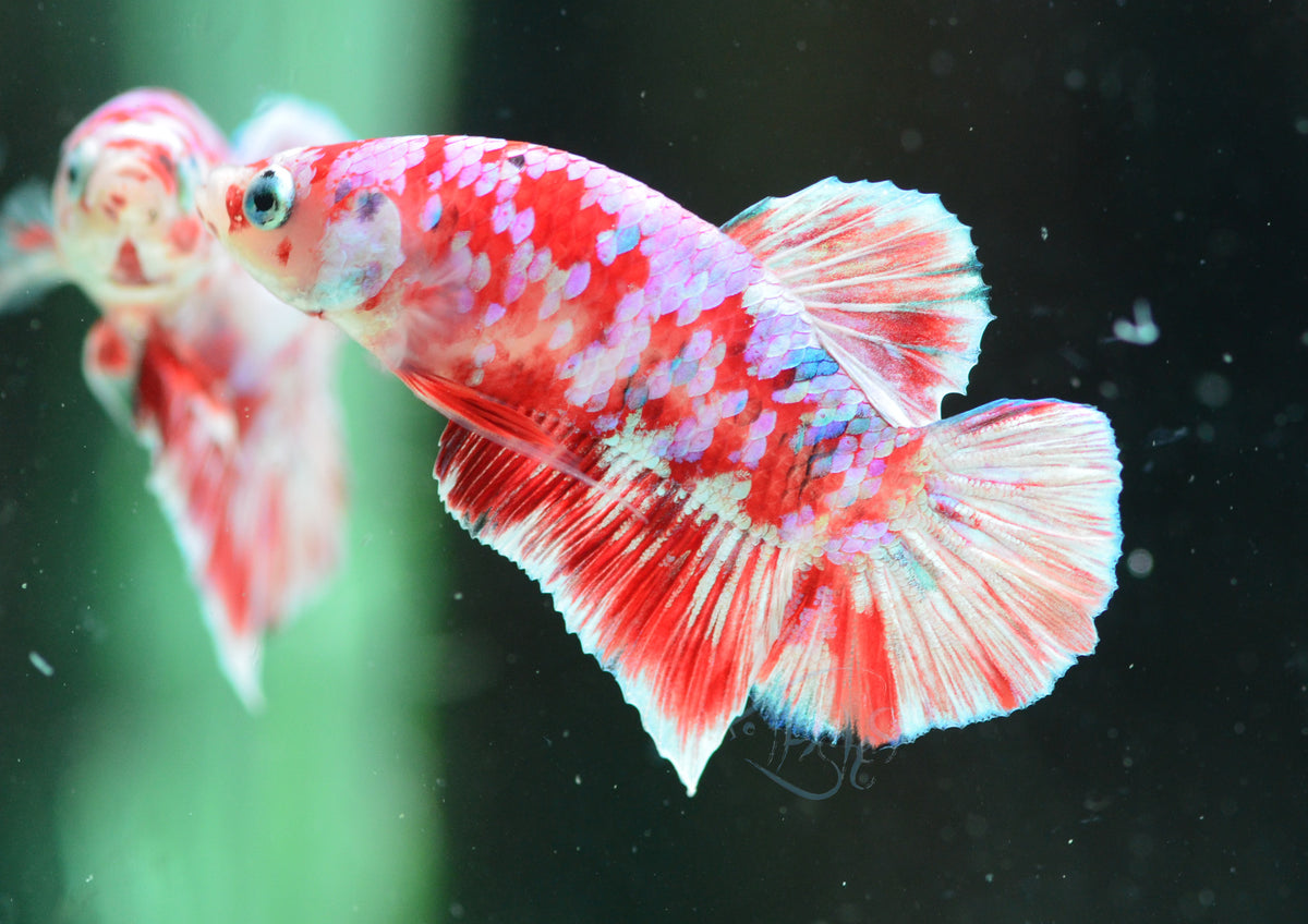 Red Snow Galaxy (Barongsai) HMPK Male