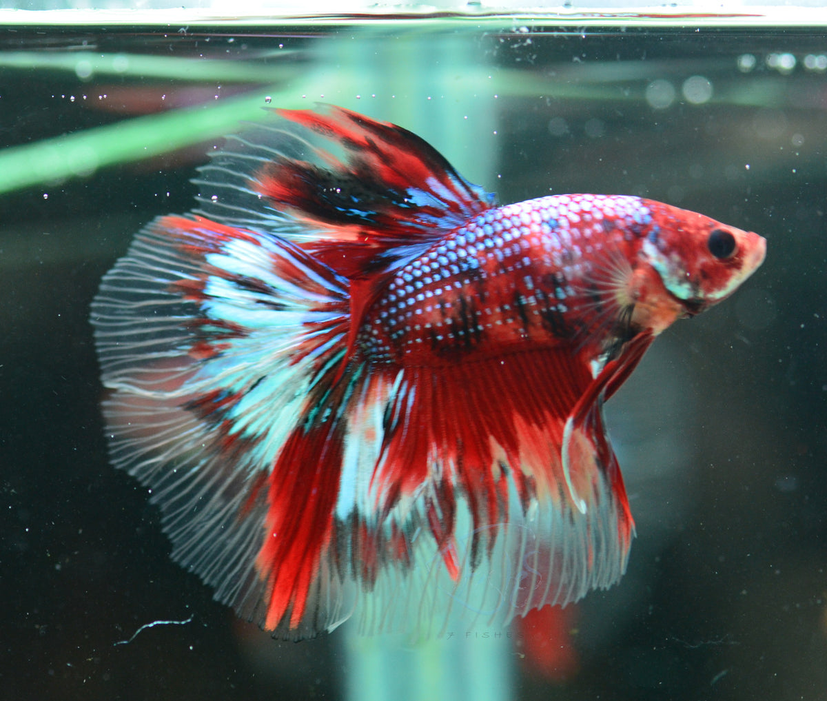 Giant Red Koi Delta-tail Male