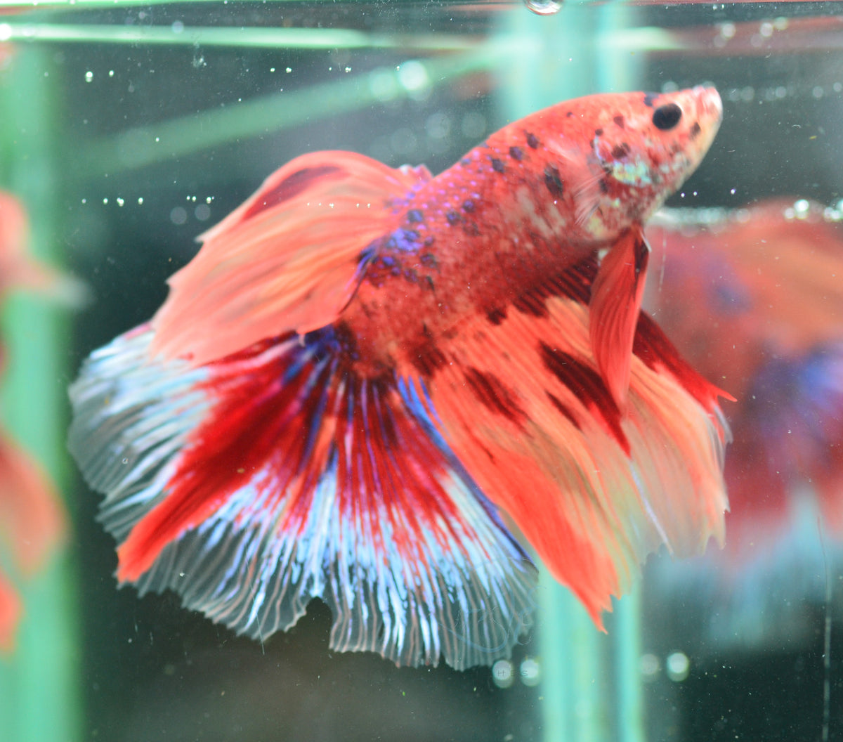 Giant Nemo Delta-tail Male