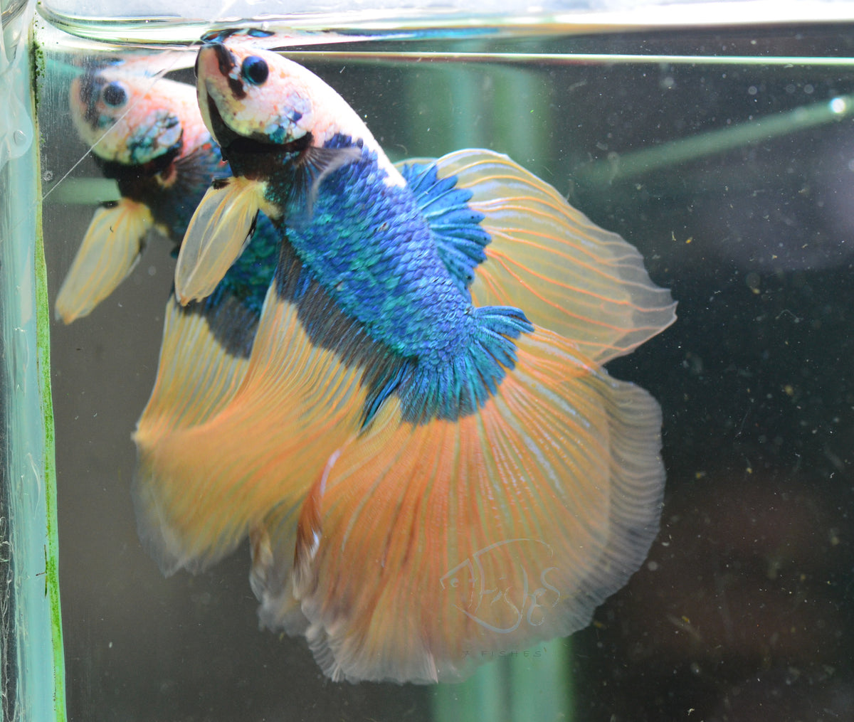 Giant Mustard Delta-tail Male