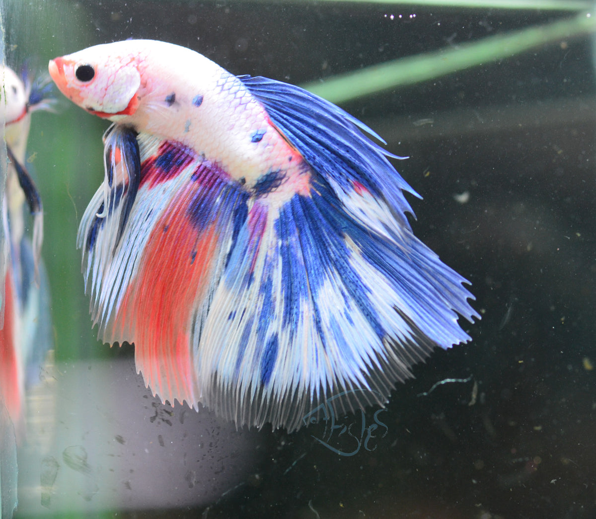 Giant Candy Delta-tail Male