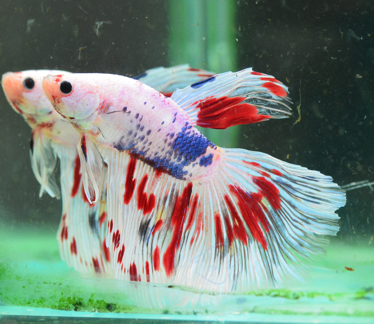 Giant Fancy Delta-tail Male