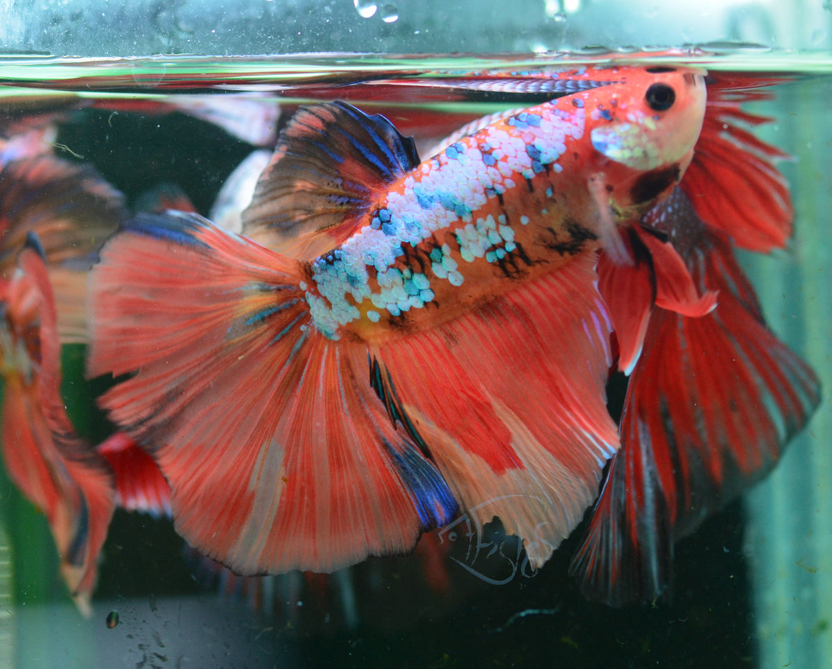 Giant Nemo Galaxy Delta-tail Male