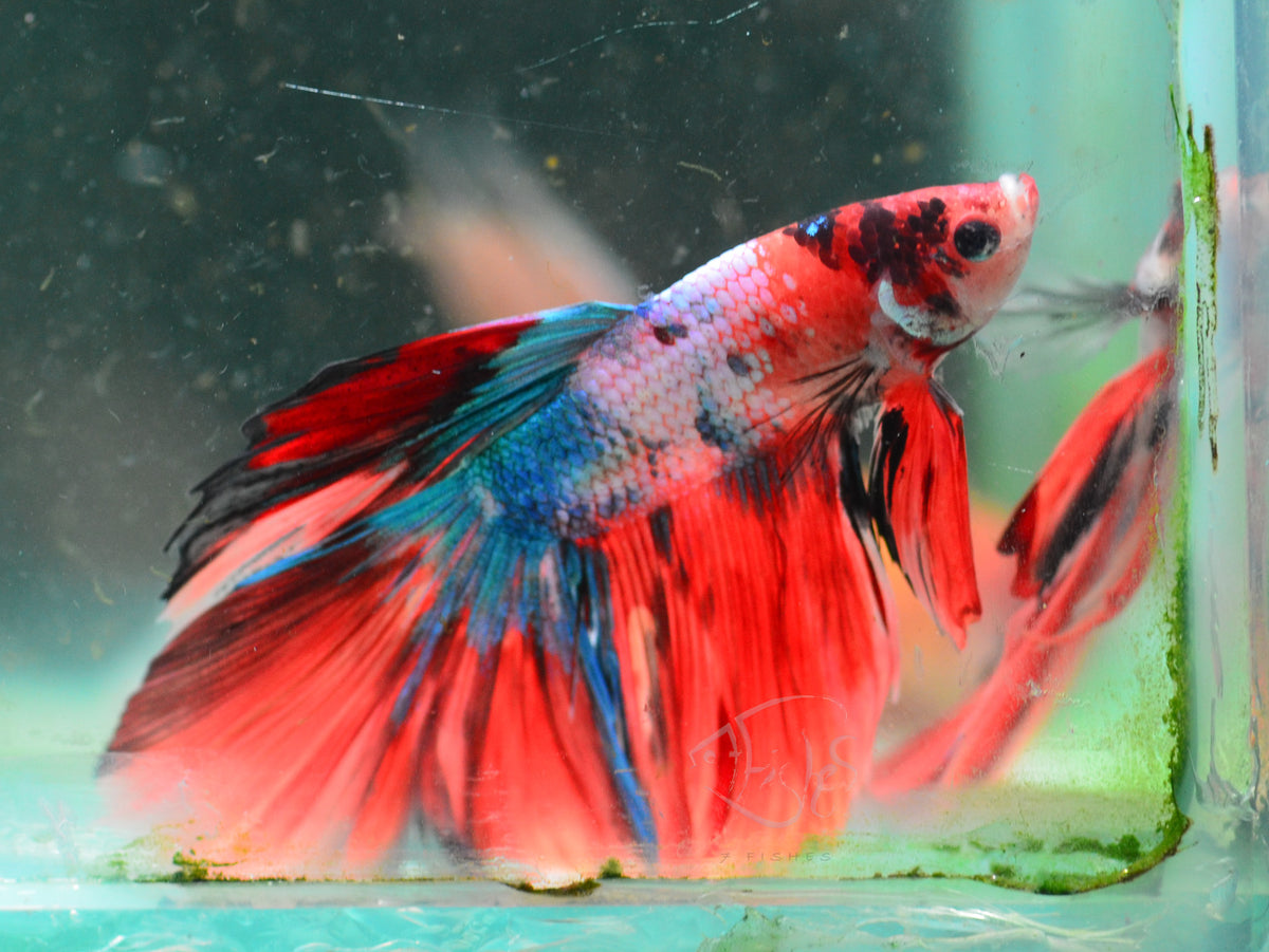 Giant Nemo Delta-tail Male