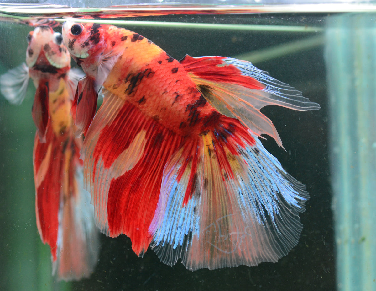 Giant Nemo Delta-tail Male