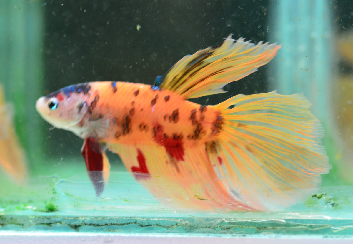 Giant Nemo Delta-tail Male