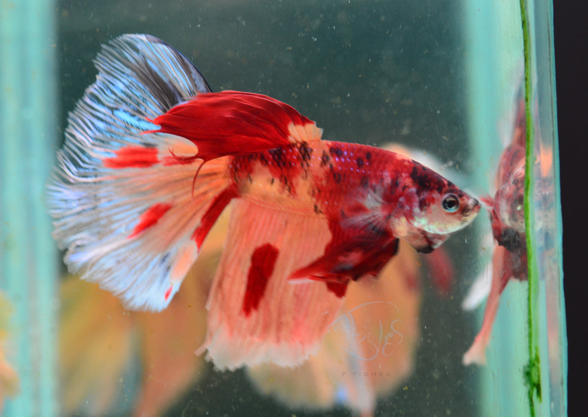 Giant Nemo Delta-tail Male