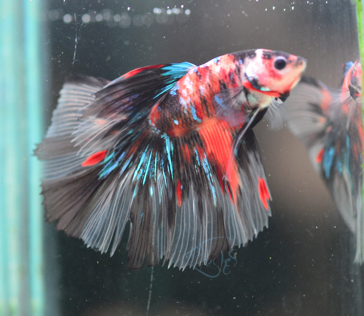 Giant Nemo Delta-tail Male