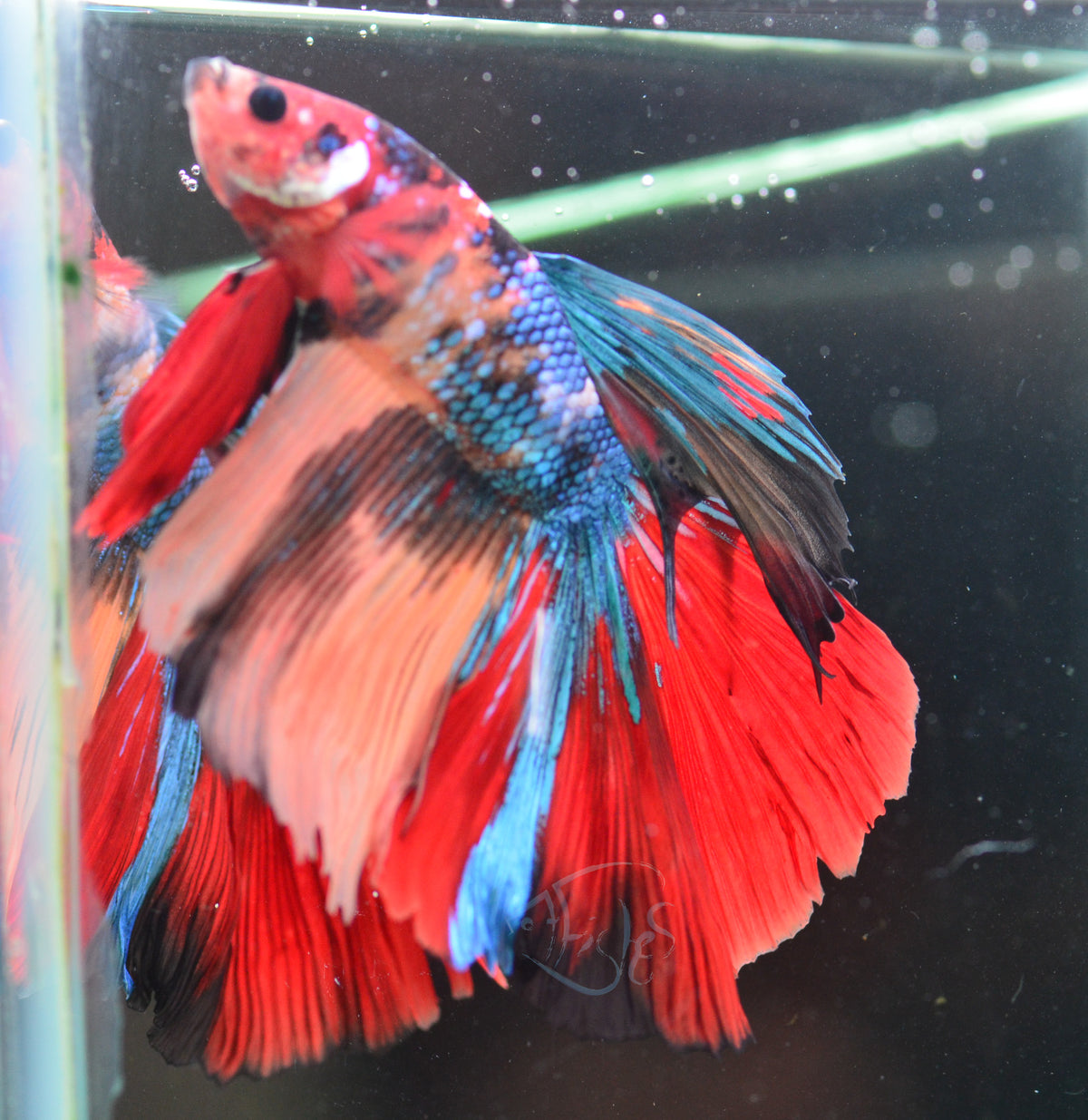 Giant Nemo Delta-tail Male