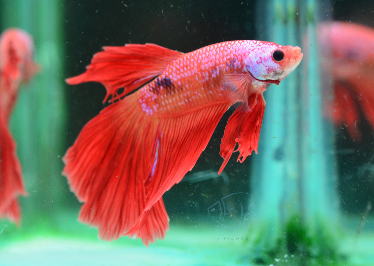 Giant Red Fancy Delta-tail Male