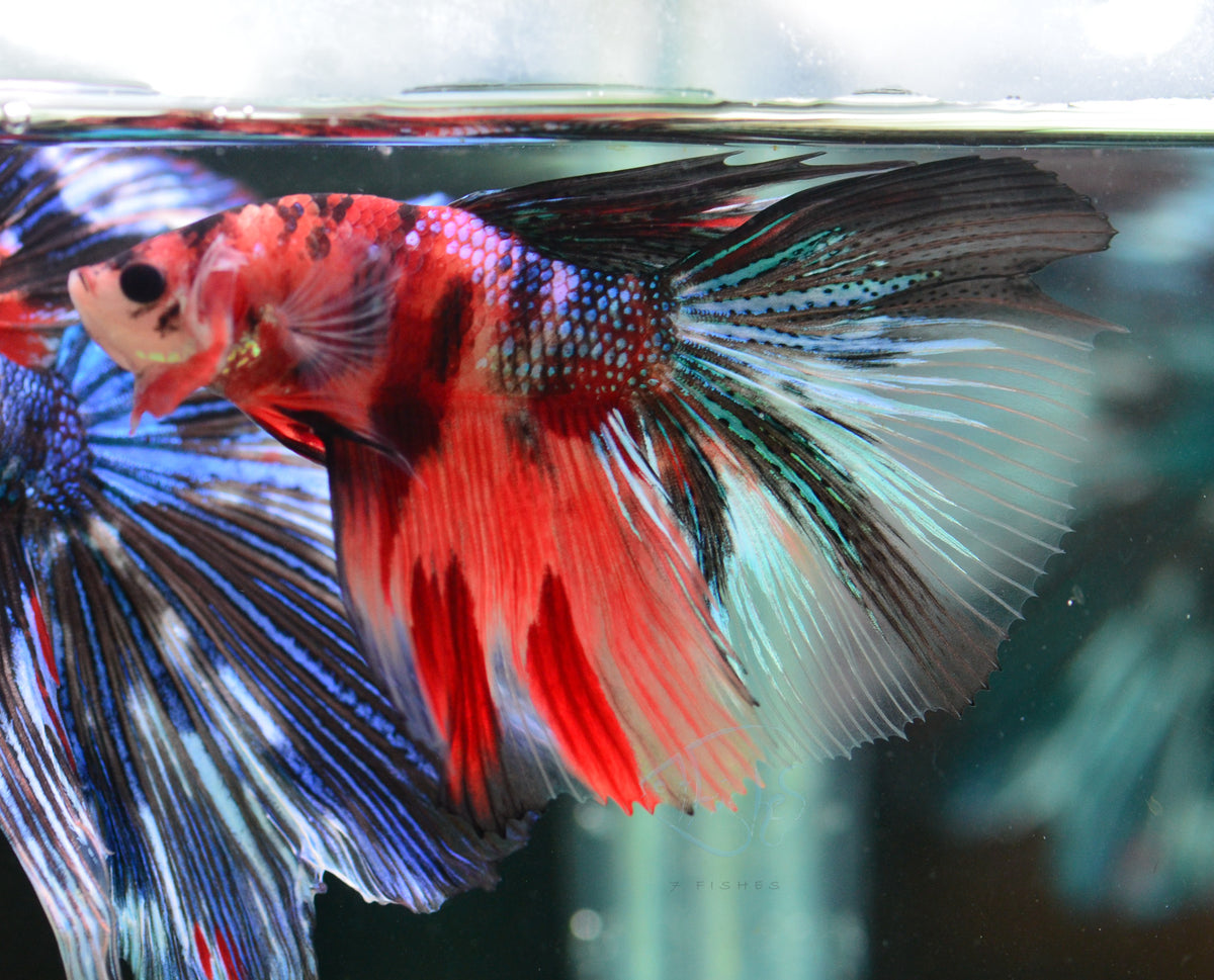 Giant Red Koi Delta-tail Male