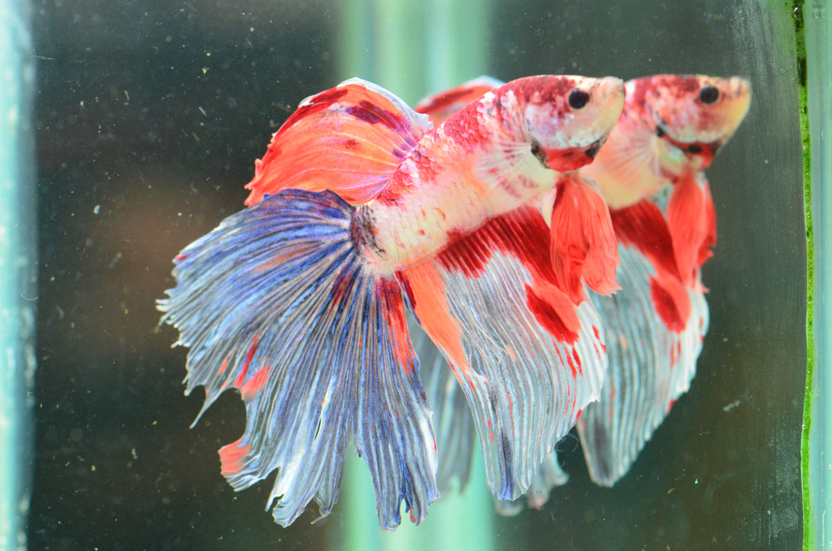 Giant Nemo Delta-tail Male