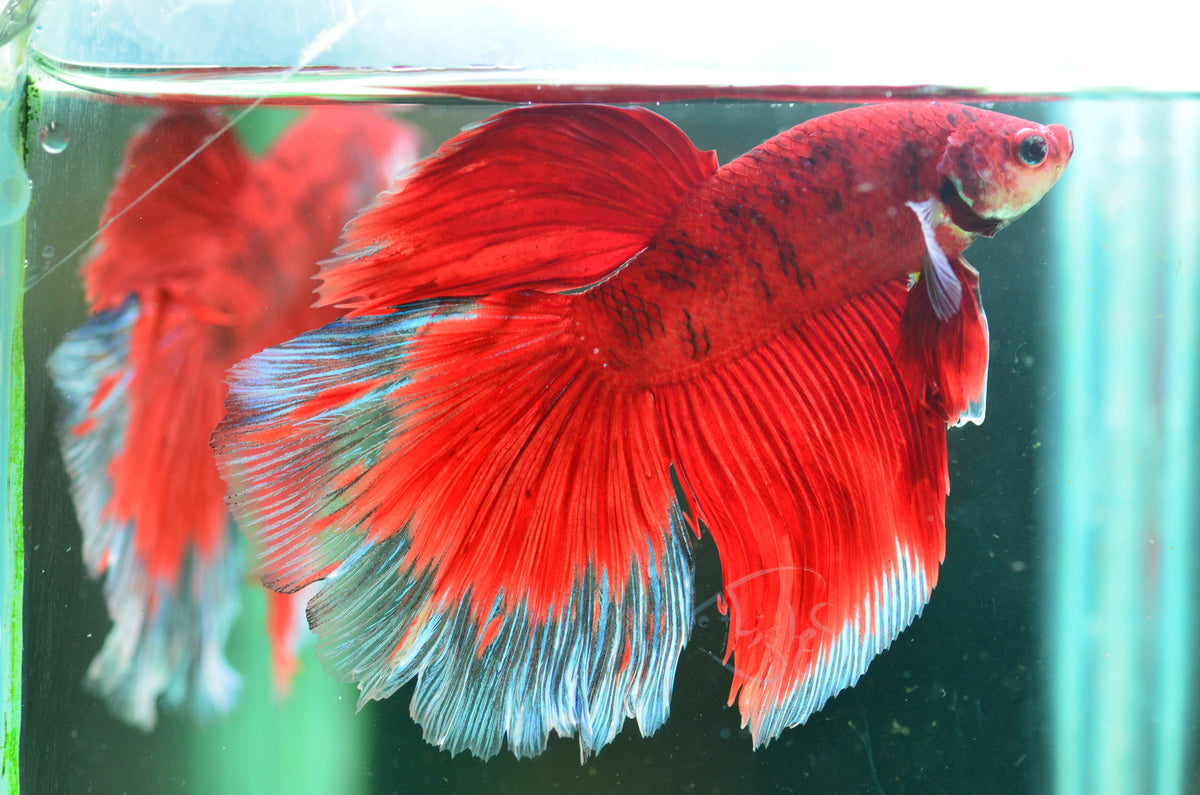 Giant Red Koi Delta-tail Male