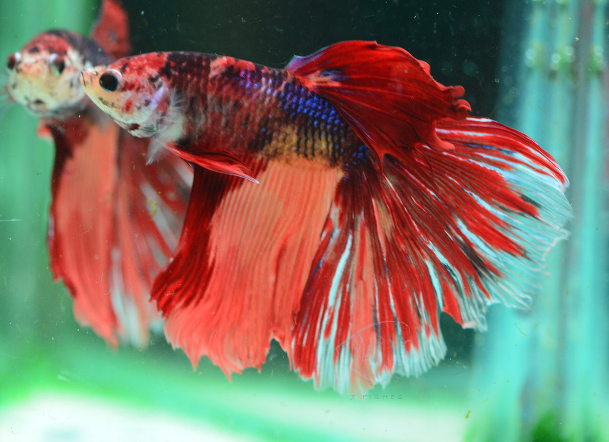 Giant Nemo Delta-tail Male