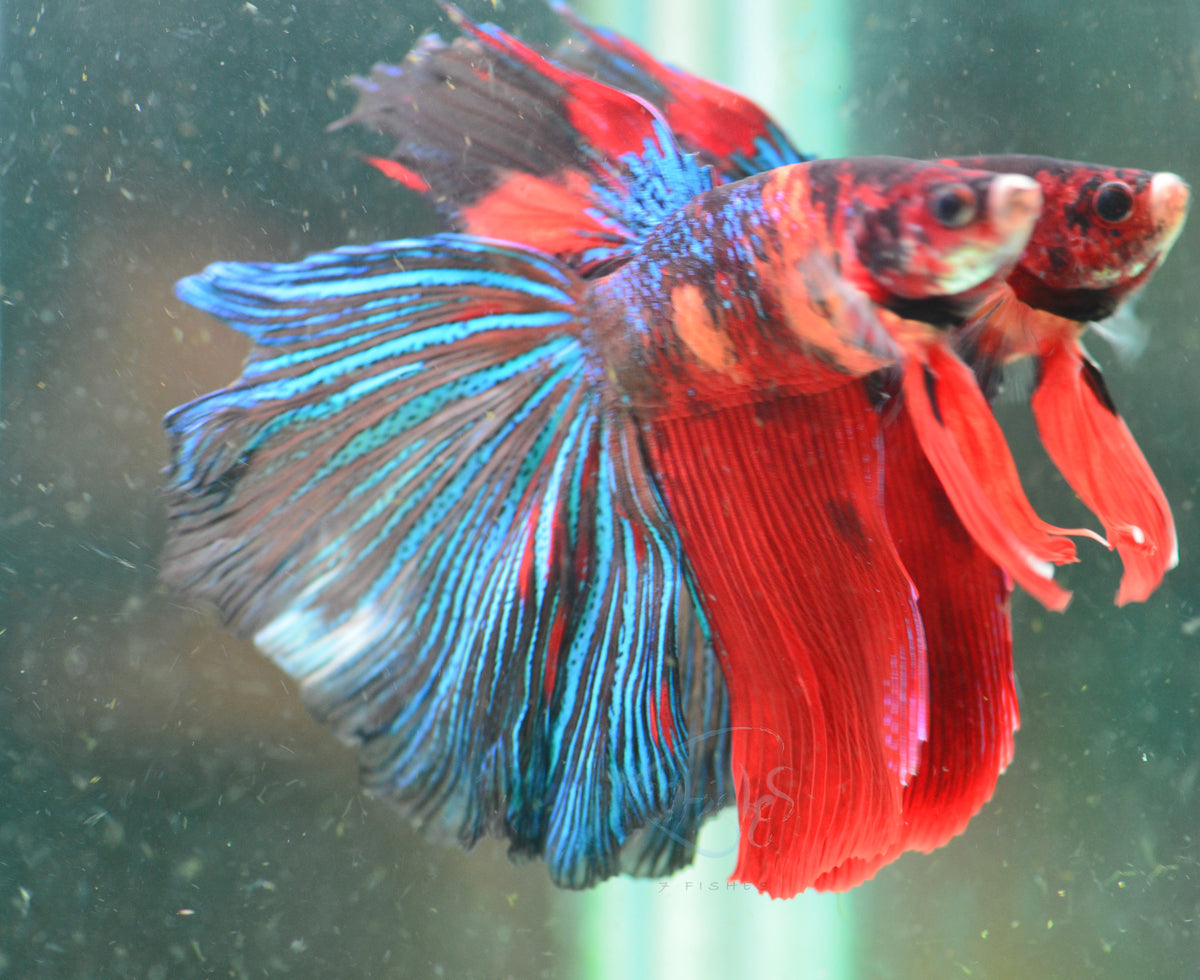 Giant Nemo Delta-tail Male